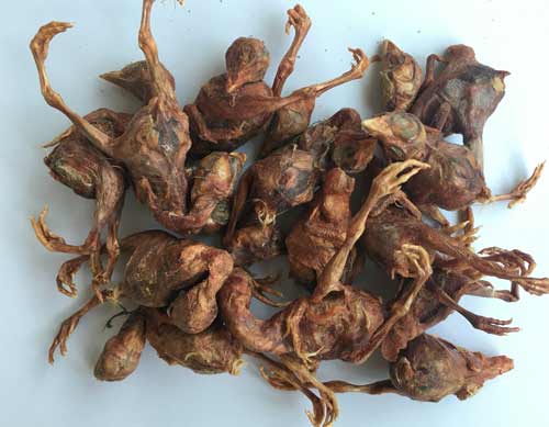 寵物零食凍干鵪鶉