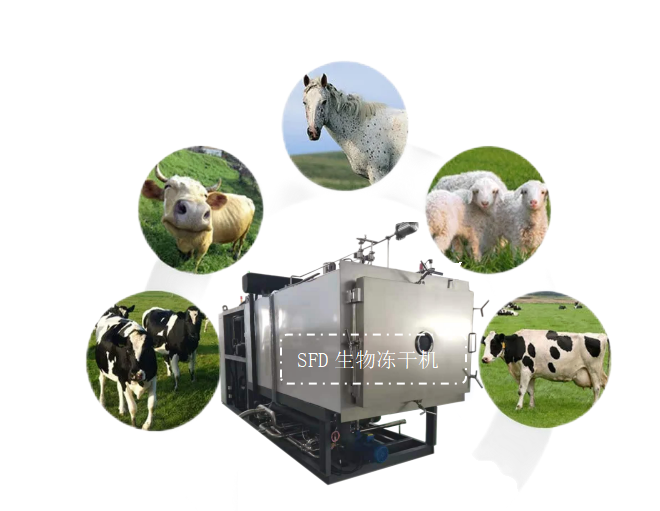 生物凍干機應用于生物飼料添加劑加工，天然乳酸菌凍干菌粉加工技術