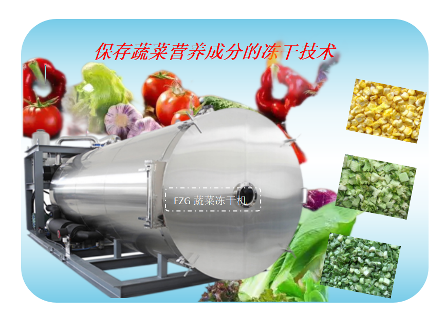 蔬菜凍干技術和大型蔬菜凍干機在山東客戶交付使用