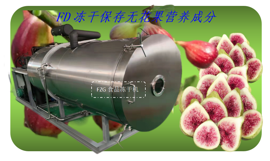 食品凍干機在無花果凍干加工應用