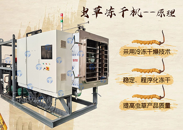 蟲草凍干機：提高蟲草保存與產品質量的利器
