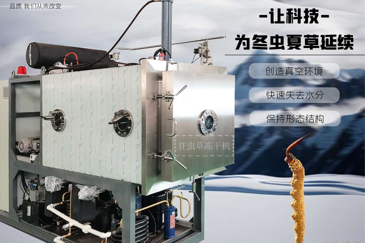 冬蟲夏草冷凍干燥機的優勢有哪些？它與傳統加工方法相比有何不同？
