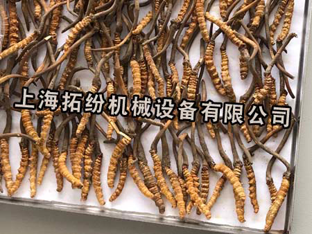 冬蟲夏草凍干